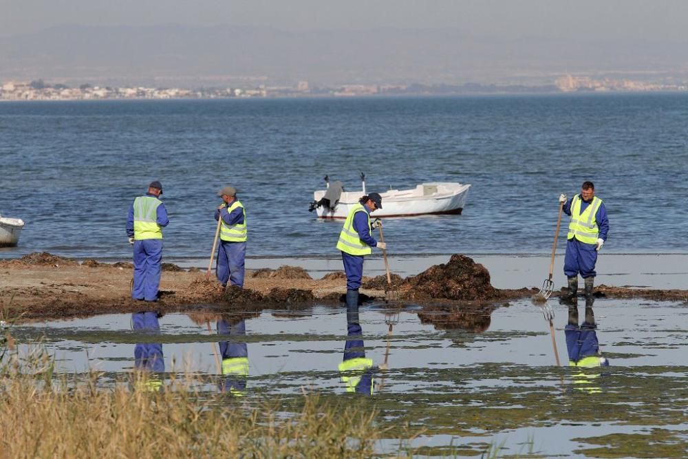 Así trabaja la brigada de limpieza en el Mar Menor