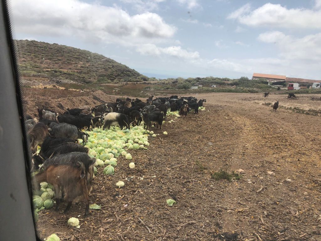 Agricultores tinerfeños tiran kilos de verdura a la basura por los excedentes de producción.