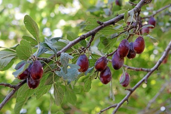 Pflaumenbäume sind Klassiker im mallorquinischen Obstgarten. Auf der Ökofinca Ariant bei Pollença wachsen besonders feine Sorten – jetzt sind die Früchte reif.