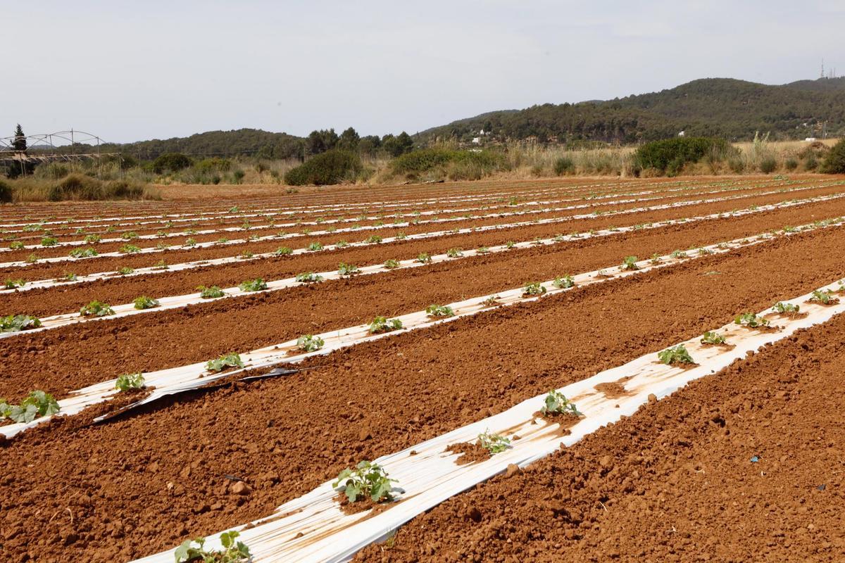 Visita guiada a la finca hortícola de Can Pol en Ibiza