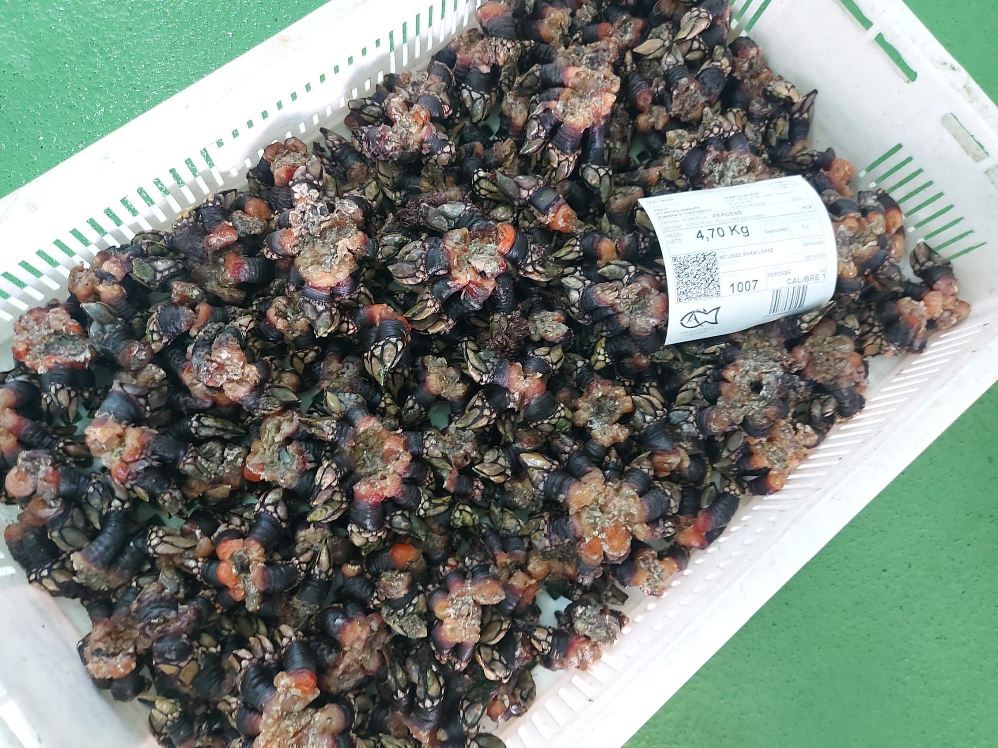 En imágenes: La primera subasta de percebe de la temporada en la rula de Puerto de Vega