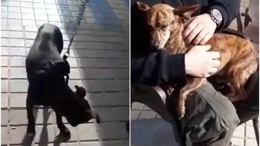 Los perros maltratados de Arucas ya están en buenas manos