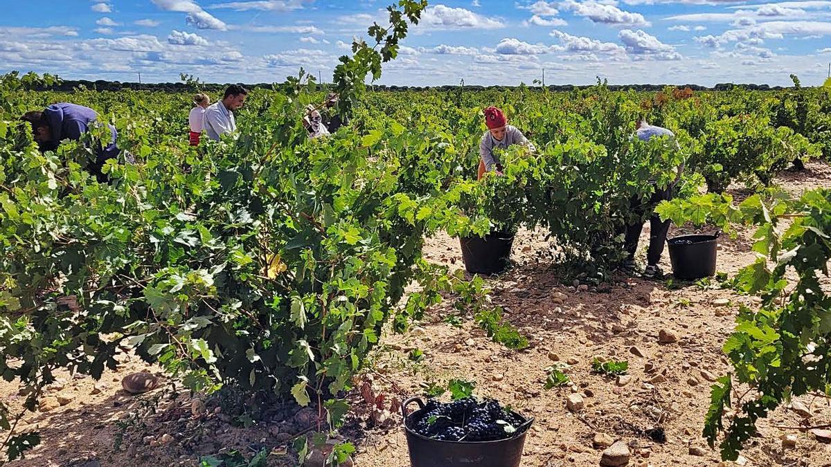 Vendimia en Bodegas Sobreño, de la Denominación de Origen Toro. | Cedida