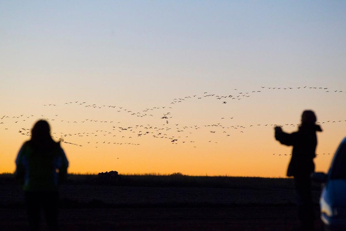 Reserva Natural de la Laguna de Gallocanta, Los 5 mejores parques naturales de España para el avistamiento de aves migratorias
