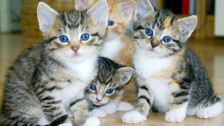 Los gatos más longevos: descubre cuáles son las razas de mininos que viven más