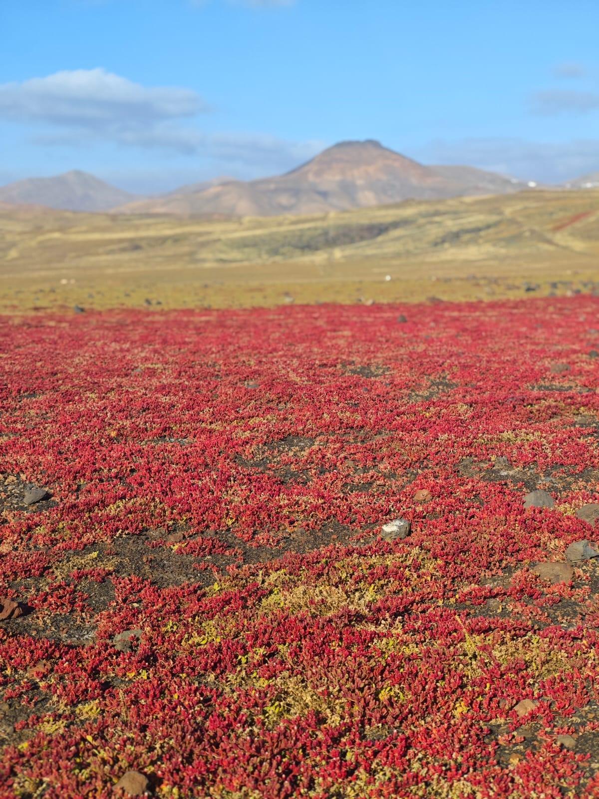 Campo de cosco cerca de Puerto Calero, en el sur de Lanzarote
