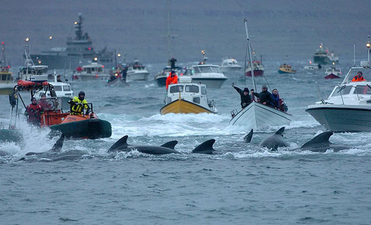 Habitants de les illes Fèroe participen en la tradicional caça de balenes a prop de la capital, Torshavn.