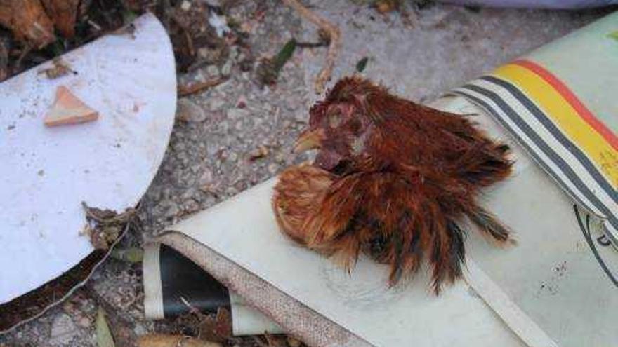 Geköpftes Huhn, das neben einem Müllcontainer gefunden wurde.