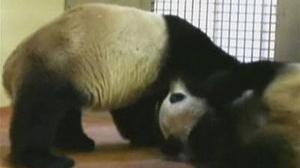 Yang Guang i Tian Tian, els dos óssos pandes gegants del zoo d’Edimburg.