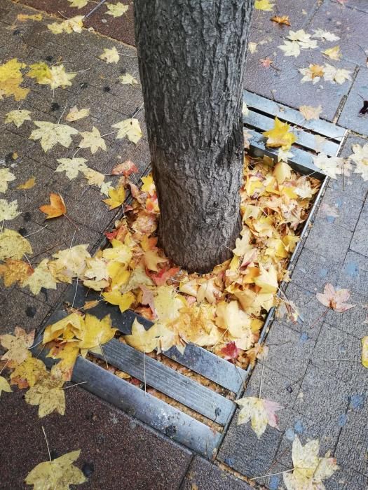 Milers de fulles cobreixen els carrers de Manresa