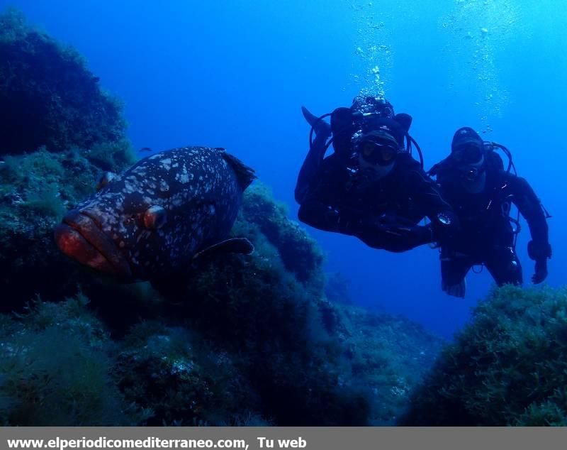 Submarinismo en Castellón