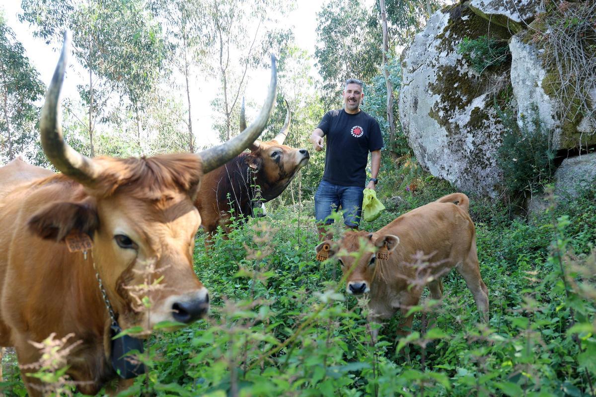 Iván Pérez entre las vacas cachenas y una ternera de solo unos meses.