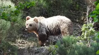 Activado el protocolo de osos peligrosos por la presencia continuada de uno en la C-28