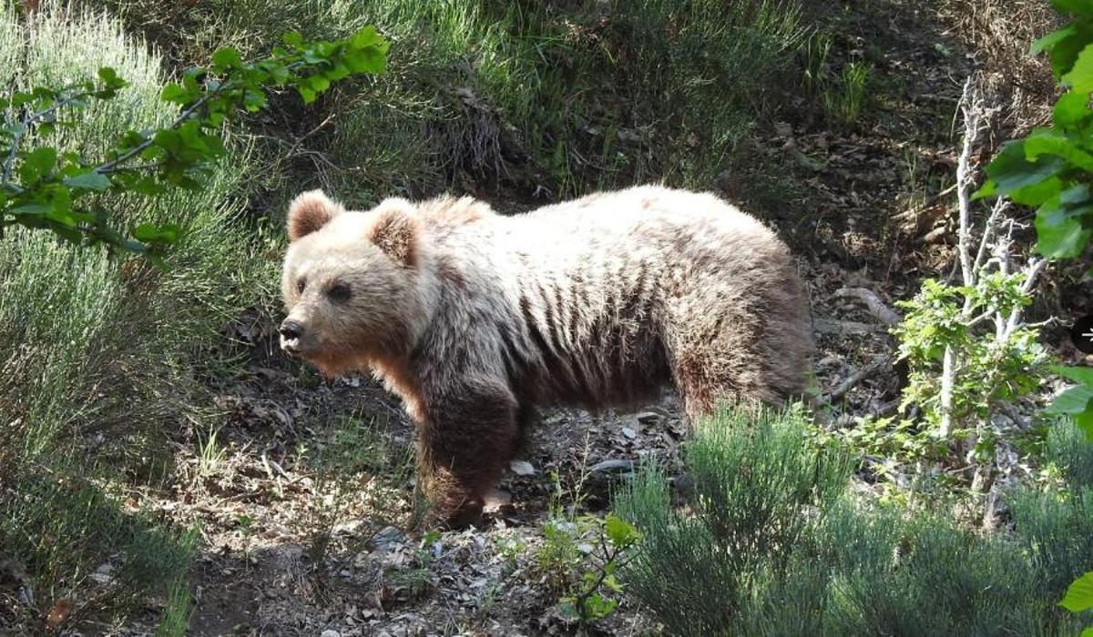 Oso en el Pallars Sobirà