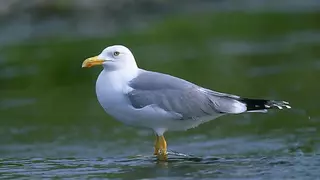 Llanes declara la guerra a la gaviota patiamarilla (y hay atención telefónica personalizada a los vecinos afectados)