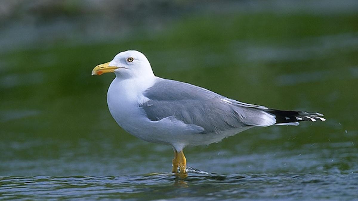 Ejemplar de gaviota patiamarilla, que será objeto de control en Llanes.