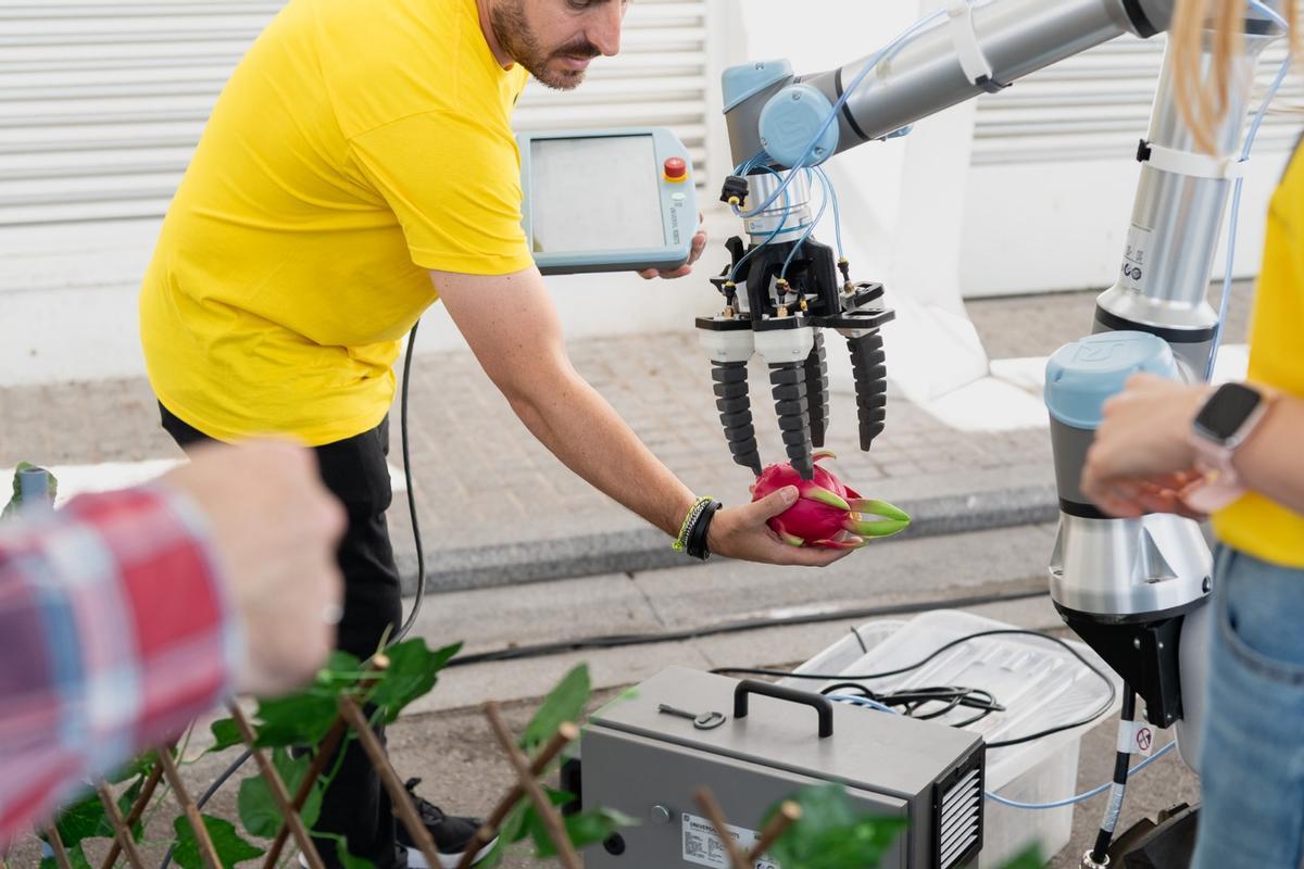 Robot agrícola creado por la UPV capaz de reconocer la fruta que está suficientemente madura para ser recoletada.
