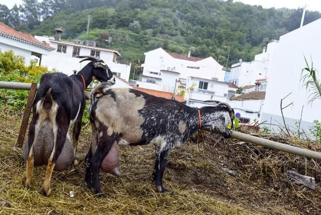 Día grande de las fiestas de San Vicente Ferrer ...