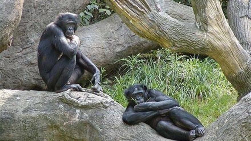 Los chimpancés bonobos usan herramientas como los primeros homínidos