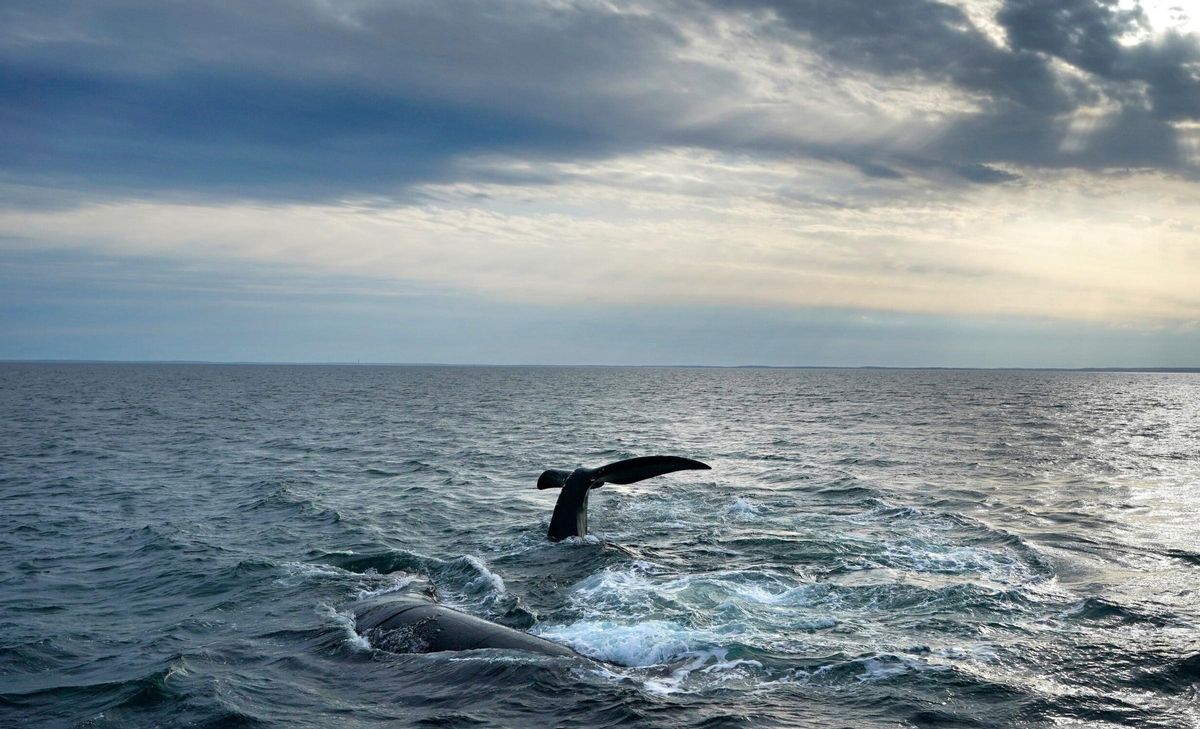 Una ballena emergiendo su cola