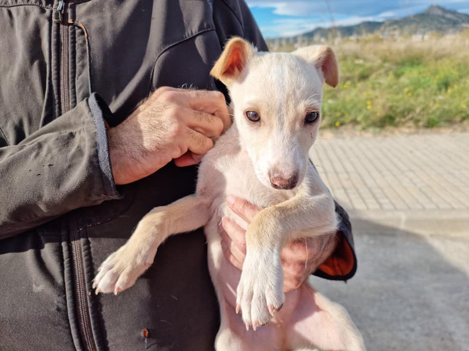 Rescatan a los cachorros de una perra callejera atropellada en Xàtiva