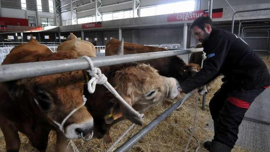 Un ganadero con algunas de las reses de la muestra.