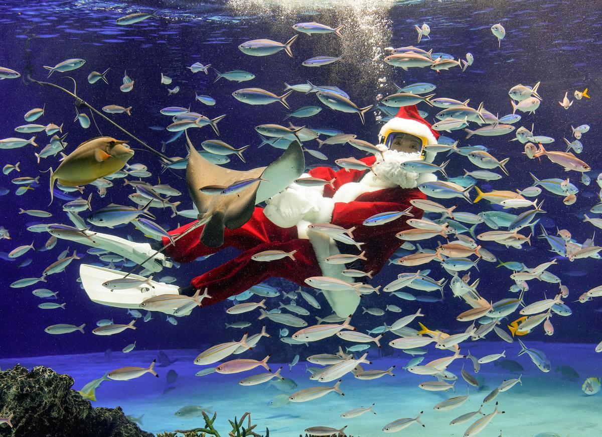 La submarinista Ayaka Oshita disfrazada como Papá Noel alimenta a los peces del acuario de Sunshine en Ikebukuro, Tokio, Japón.