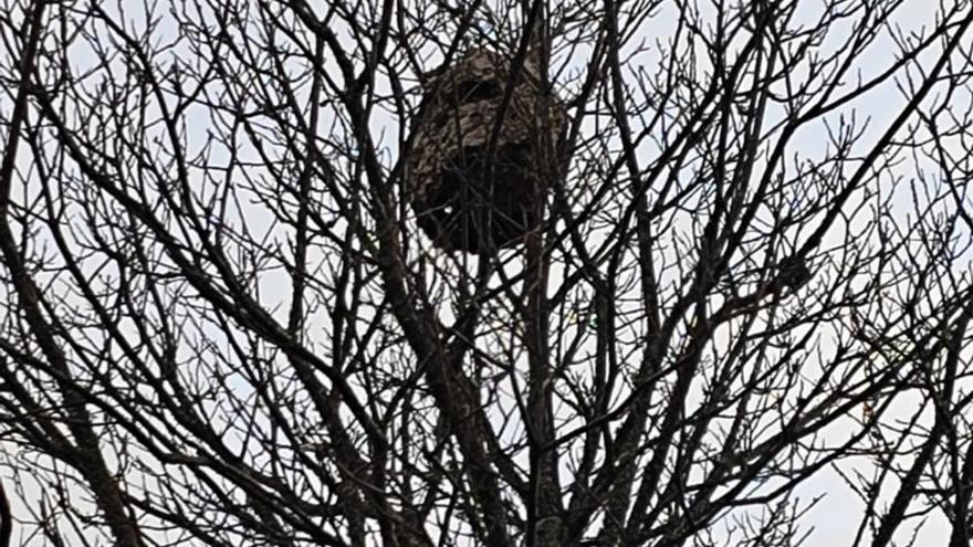 Nido de avispa asiática detectado en un castaño de Asturianos. | A. S.