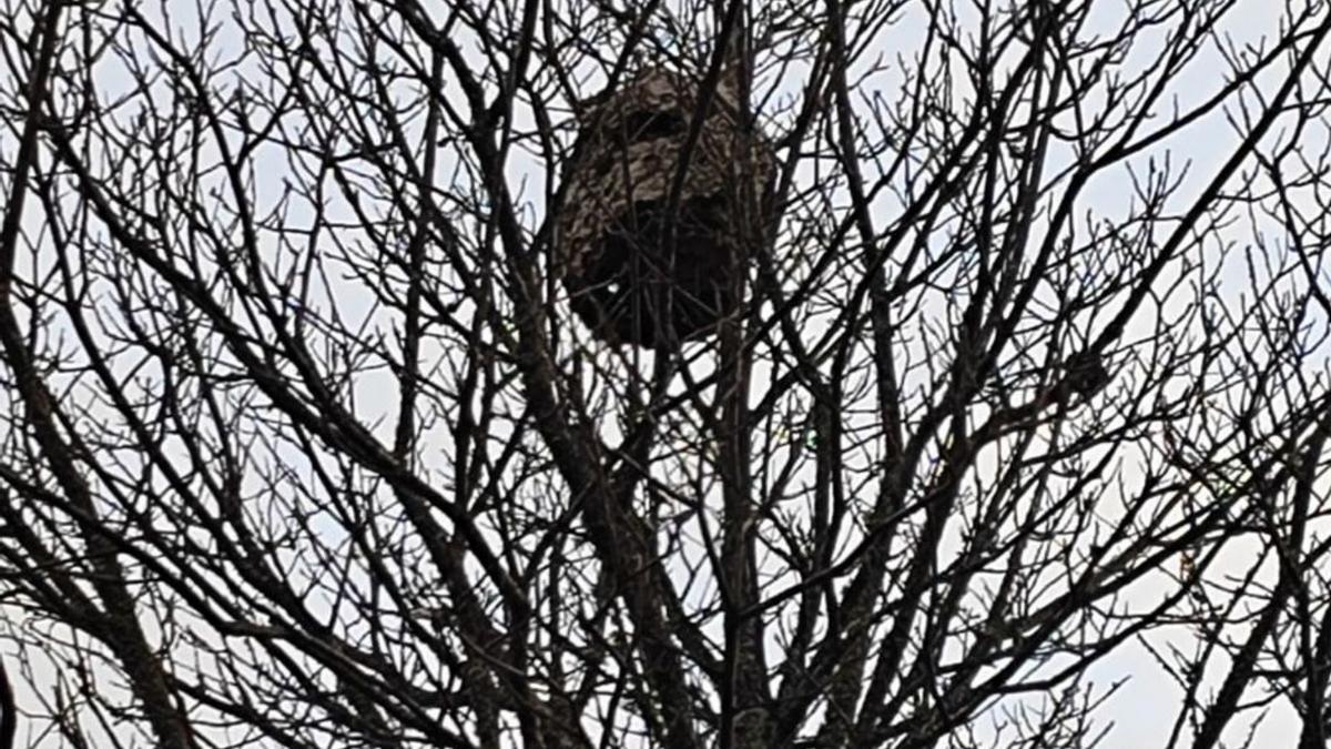 Nido de avispa asiática detectado en un castaño de Asturianos en enero. | A. S.