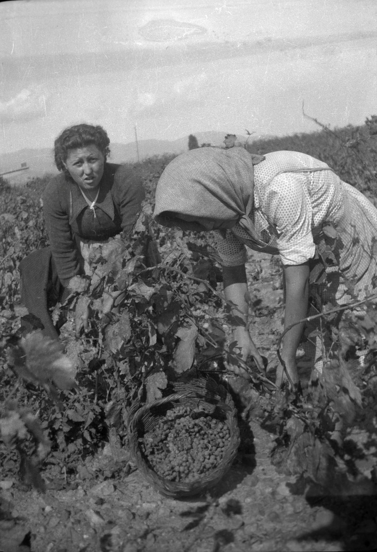 Eulàlia Carreras (àvia de l'actual enòleg Joan Fabra) a la verema l'any 1941.