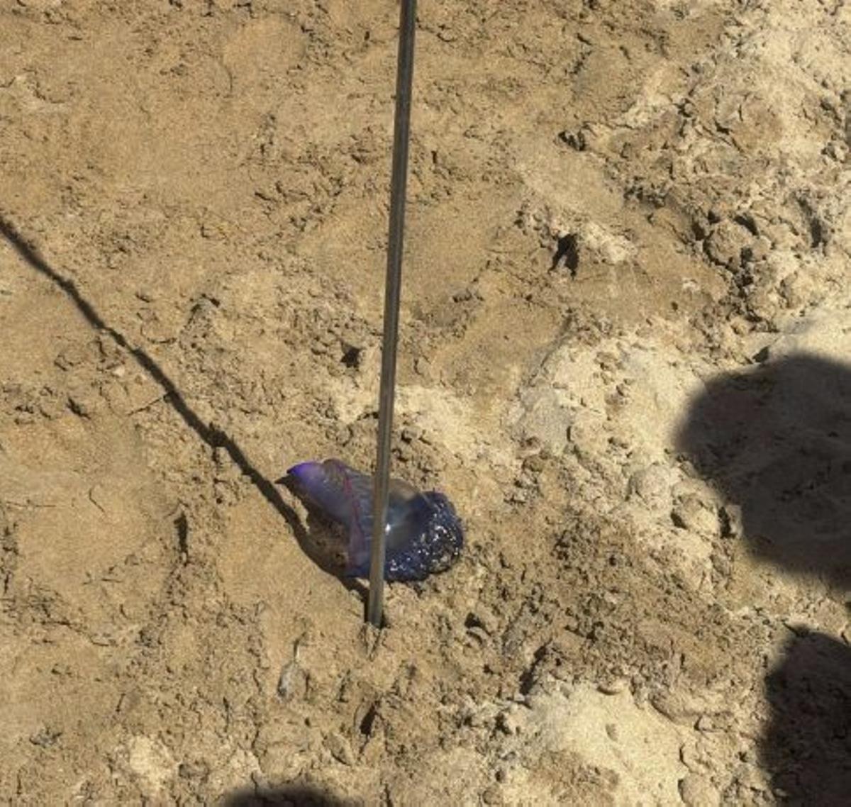 Avanza la prueba para usar barreras contra las carabelas portuguesas