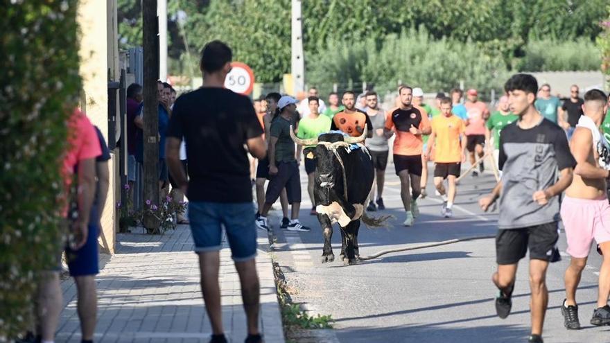 El ‘bou en corda’ anima las fiestas de Santa Bárbara en Burriana