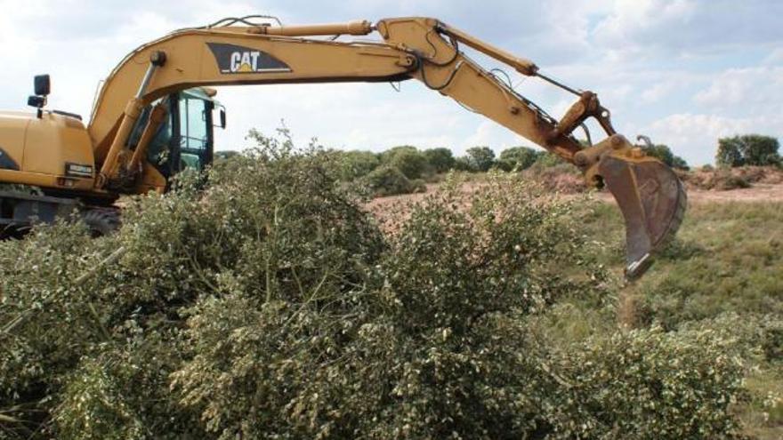 La tala de encinas para ampliar el vertedero contradice el estudio de impacto ambiental