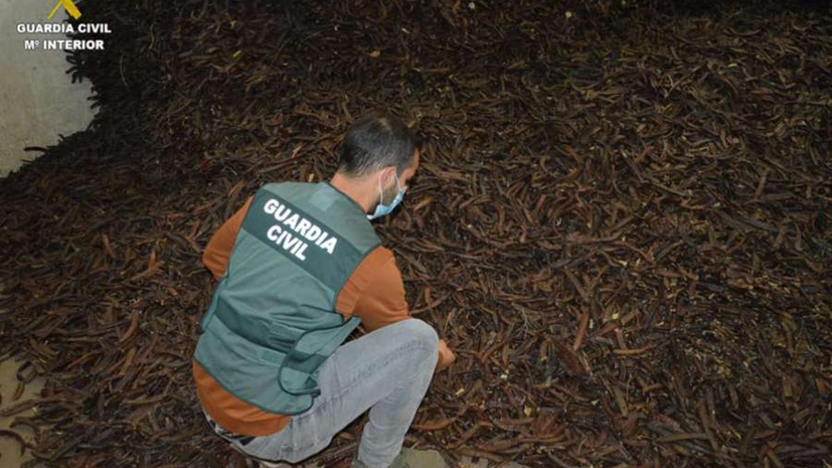 Un agente, supervisando las algarrobas.