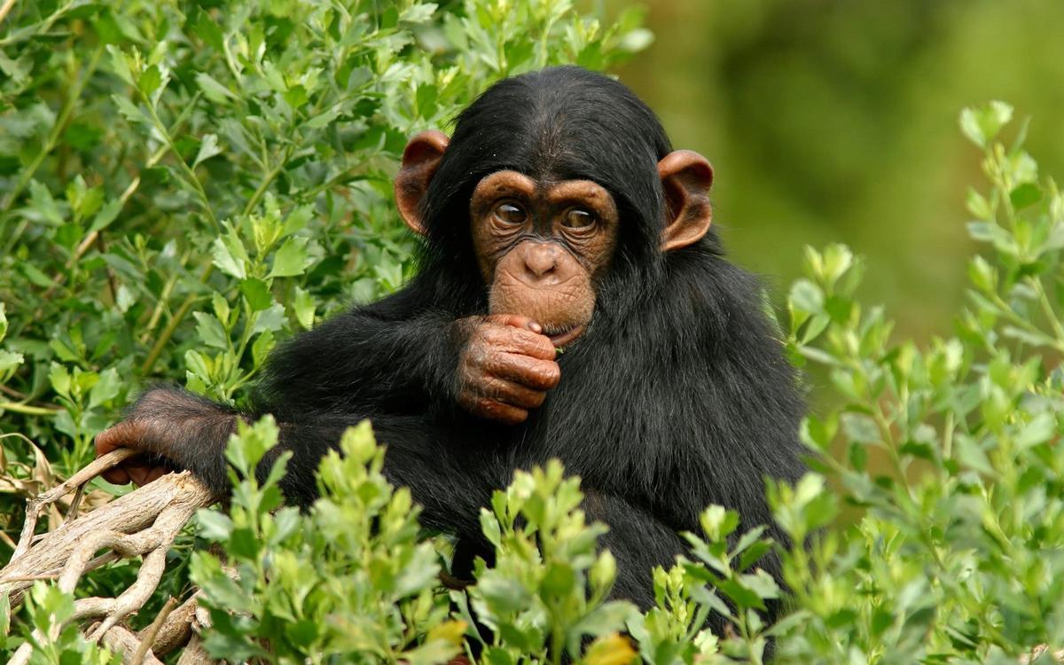 La investigación analizó las plantas que consumían los chimpancés