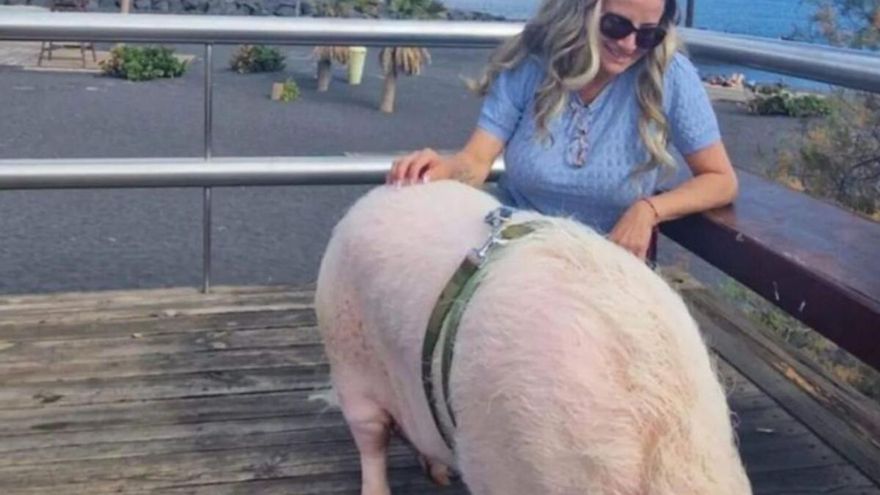 The story of ‘Emma’, the little pig that walks through Candelaria