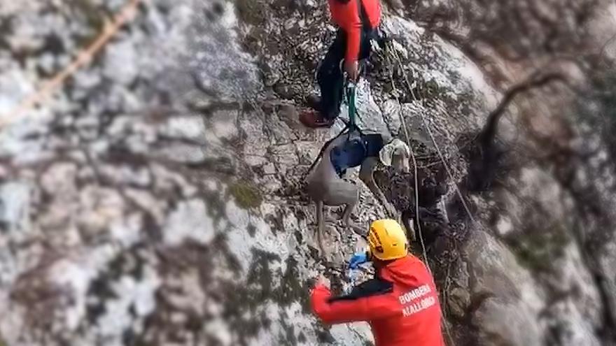 Así ha sido el rescate de un perro enriscado en las montañas de Valldemossa