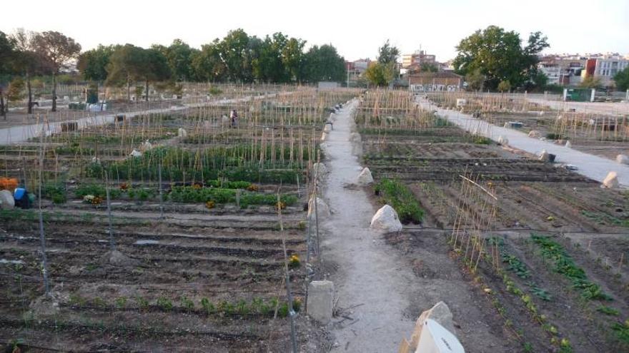 Los huertos urbanos funcionan a pleno rendimiento