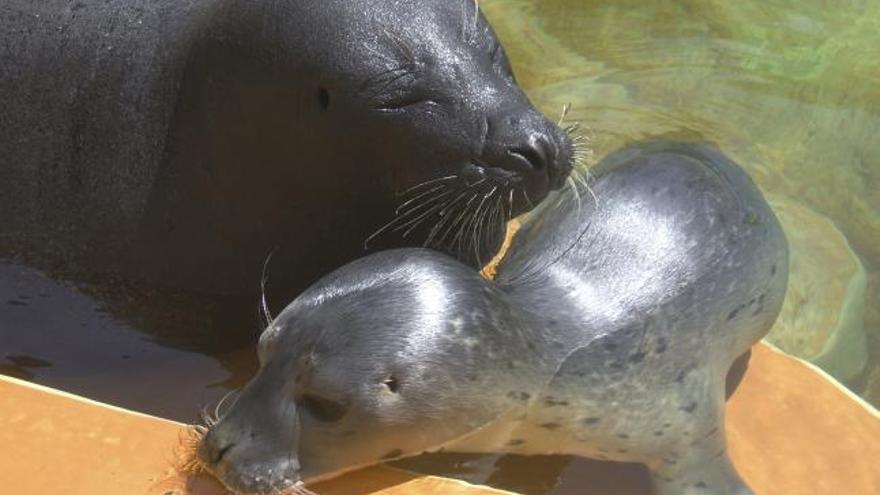 Una foca vitulina ha nacido por primera vez en las instalaciones del parque acuático Marineland de Mallorca, un acontecimiento que tuvo lugar el pasado 7 de agosto y que supone un hito en la historia del parque.
