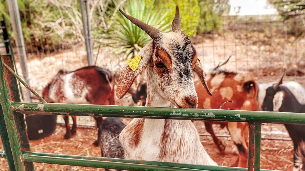 Cabras estabuladas durante las fiestas de San Benito Abad en La Laguna.