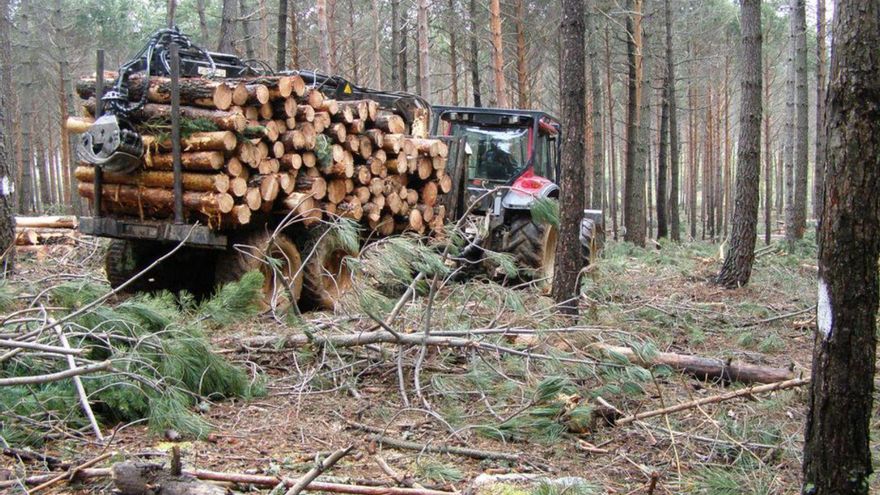 La saca de madera quemada en la Sierra de la Culebra finalizará en marzo de 2025