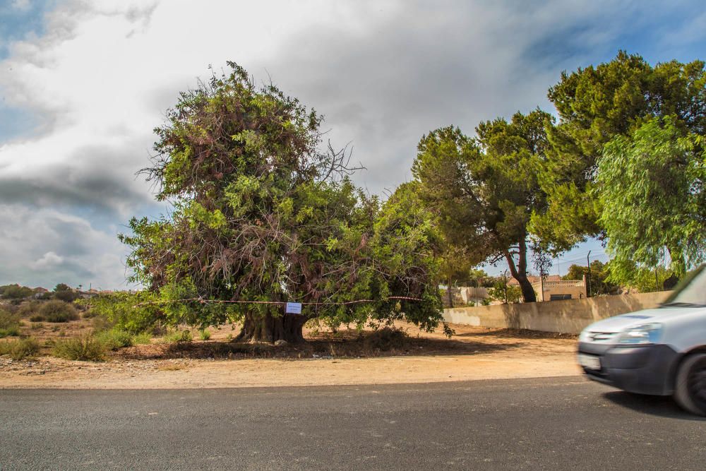 Guardamar protege un árbol monumental