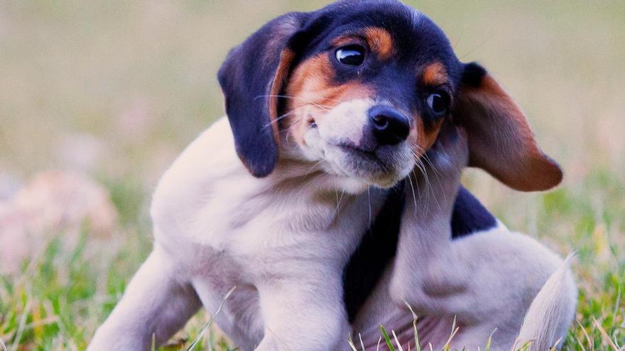 Cómo proteger a tu perro de pulgas, garrapatas y mosquitos este verano