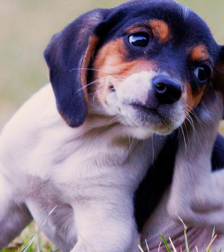 Cómo proteger a tu perro de pulgas, garrapatas y mosquitos este verano