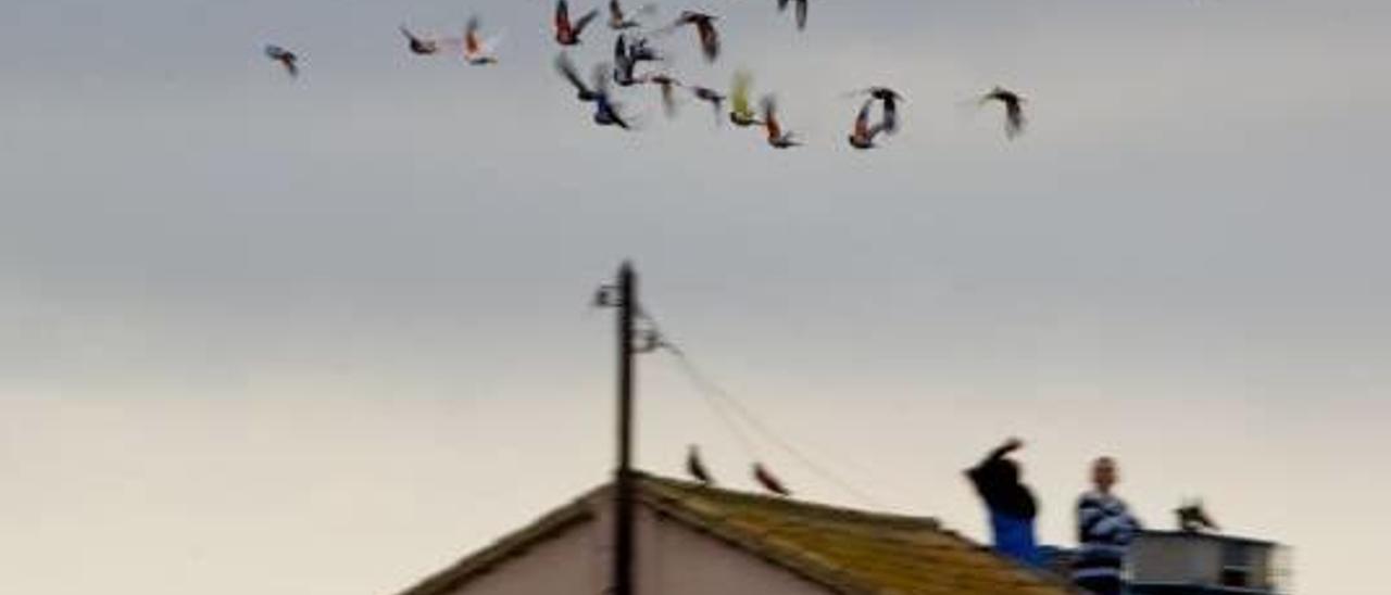 Palomos de competición en la Comunitat Valenciana.