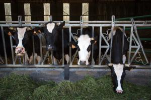 Vacas en una granja industrial