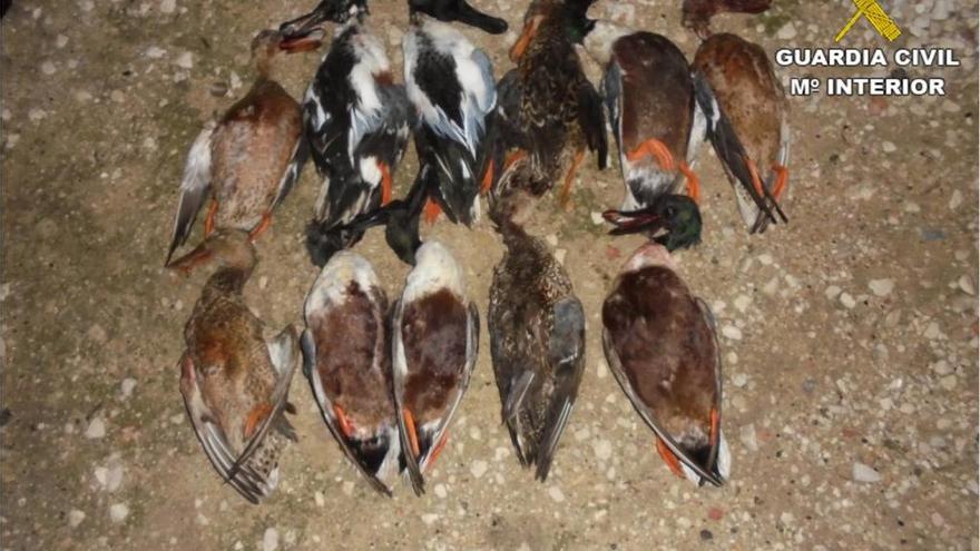Incautados 11 ejemplares de pato cuchara cazados fuera del horario permitido