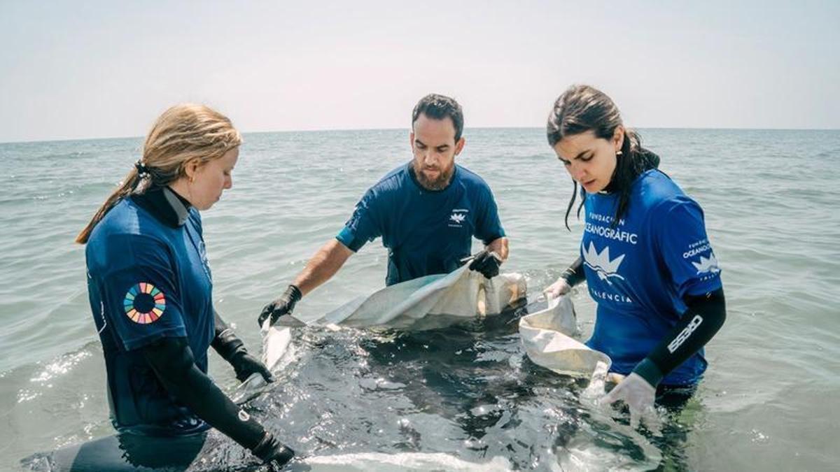 El equipo de rescate de la Fundación Oceanogràfic ha devuelto a mar abierto a la manta varada en Cullera.