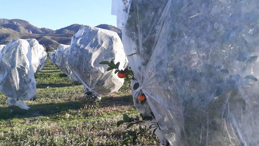 Los agricultores adelantan la cosecha para evitar las heladas