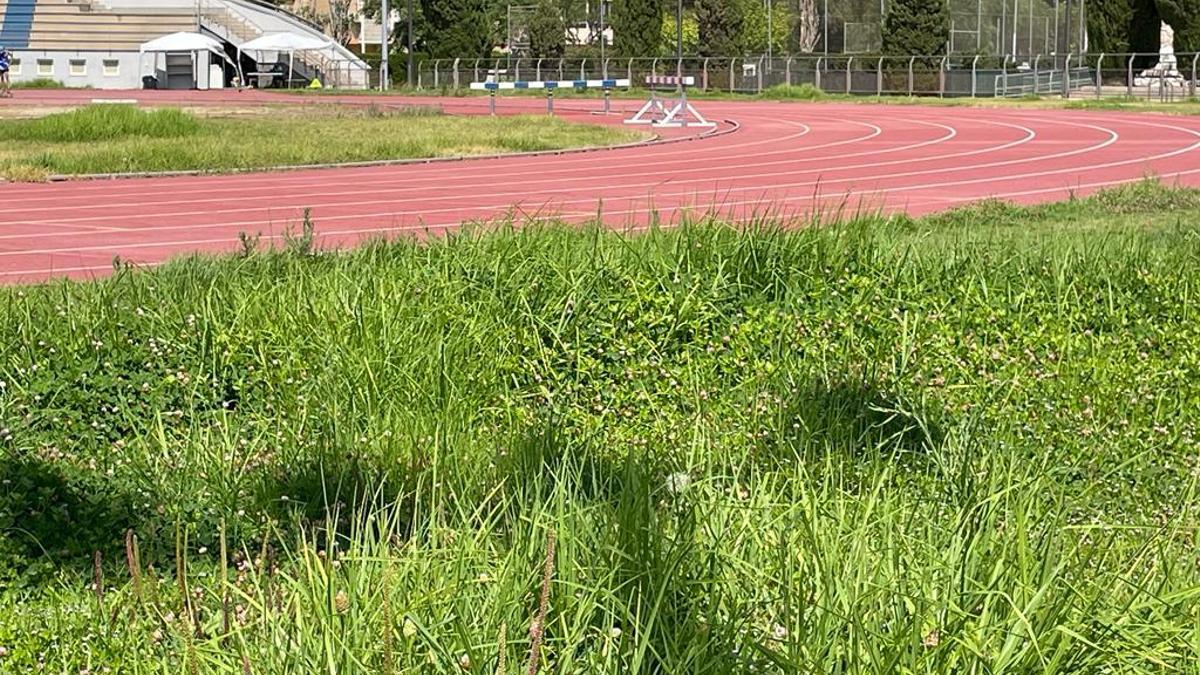 La hierba y la maleza crece en el estadio de atletismo, que cada vez ofrece una imagen más degradante.